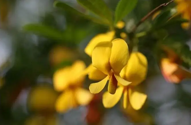 How does cytisine's half-life impact its dosing frequency?